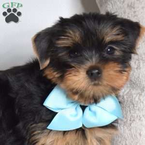 Oakley, Yorkie Puppy