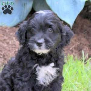 Oakley, Mini Golden Mountain Doodle Puppy