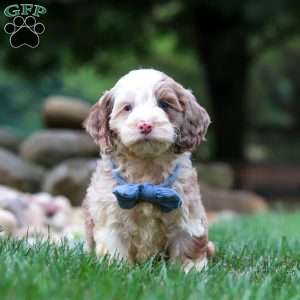 Oakley, Cockapoo Puppy