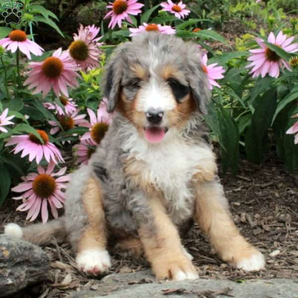 Odessa, Bernedoodle Puppy