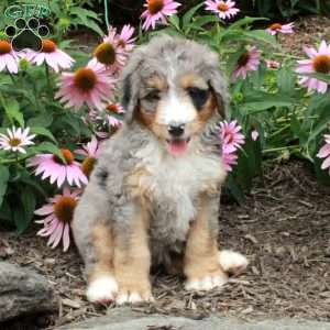 Odessa, Bernedoodle Puppy