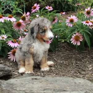 Odessa, Bernedoodle Puppy