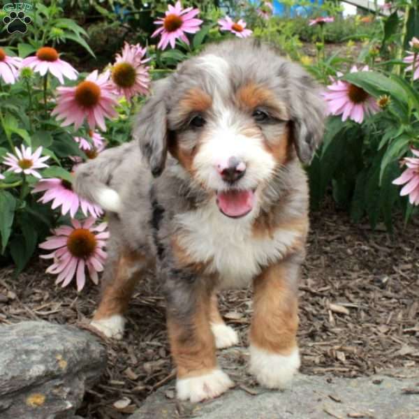 Odette, Bernedoodle Puppy