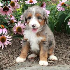 Odette, Bernedoodle Puppy