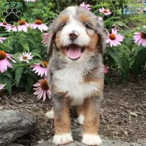 Odette, Bernedoodle Puppy