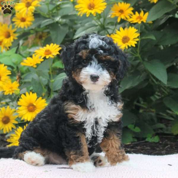 Oliver, Cavapoo Puppy