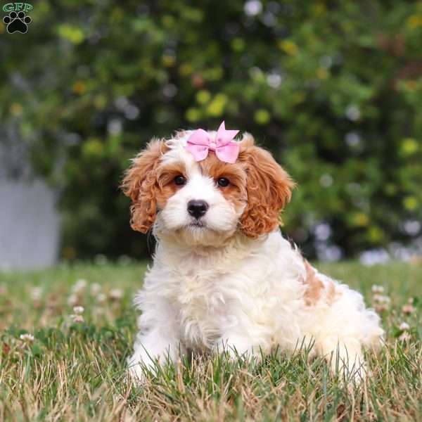 Olivia, Cavapoo Puppy