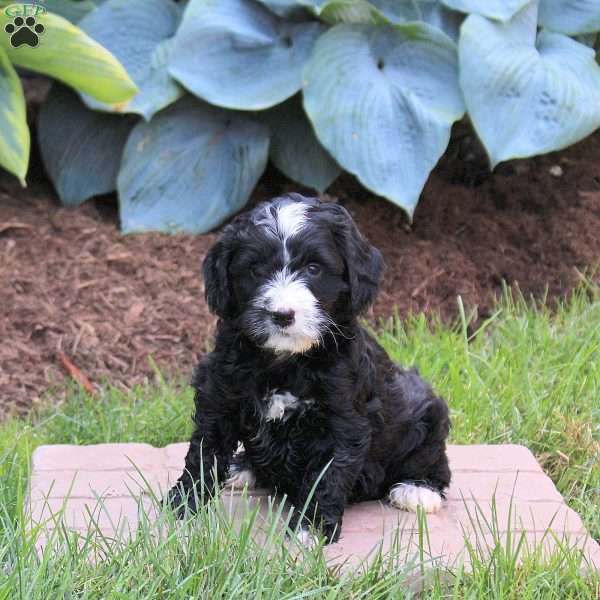 Olivia, Mini Golden Mountain Doodle Puppy