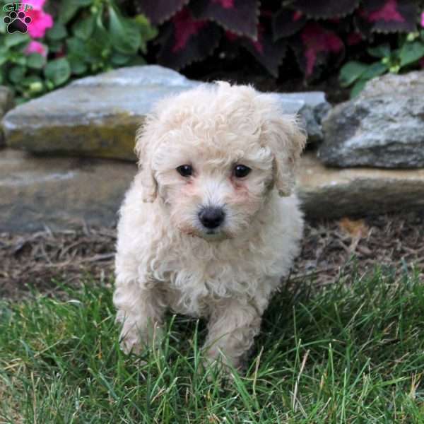 Olivia, Bich-Poo Puppy