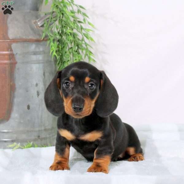 Olivia, Dachshund Puppy