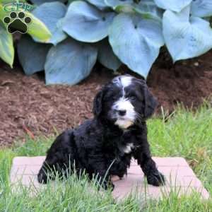 Olivia, Mini Golden Mountain Doodle Puppy