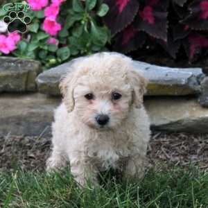 Olivia, Bich-Poo Puppy