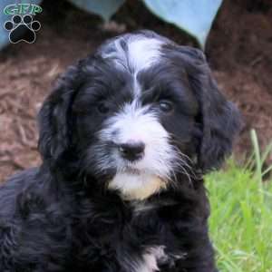 Olivia, Mini Golden Mountain Doodle Puppy