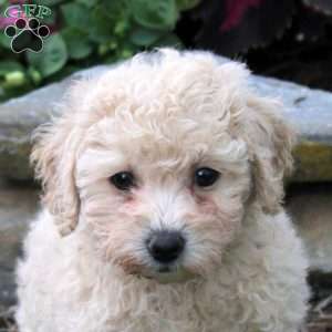 Olivia, Bich-Poo Puppy