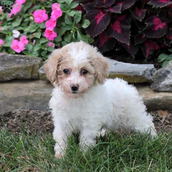 Ollie, Bich-Poo Puppy