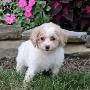 Ollie, Bich-Poo Puppy