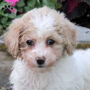Ollie, Bich-Poo Puppy