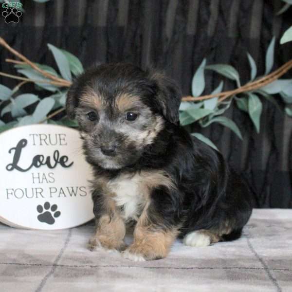 Ollie, Morkie / Yorktese Puppy