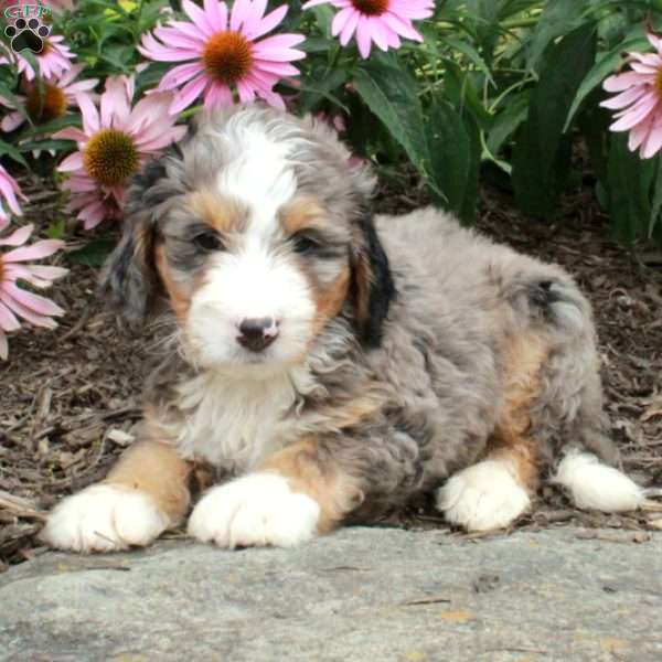 Ollie, Bernedoodle Puppy