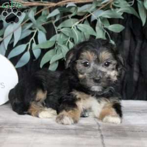 Ollie, Morkie / Yorktese Puppy