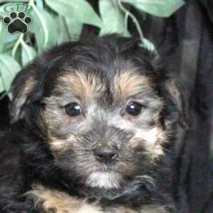 Ollie, Morkie / Yorktese Puppy