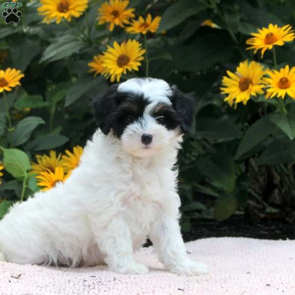 Omar, Cavapoo Puppy