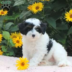Omar, Cavapoo Puppy