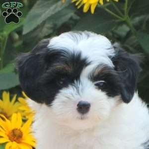 Omar, Cavapoo Puppy