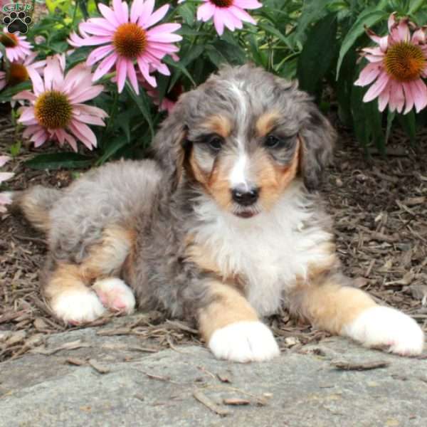 Opal, Bernedoodle Puppy