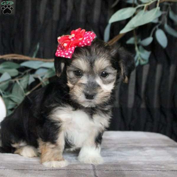 Opal, Morkie / Yorktese Puppy