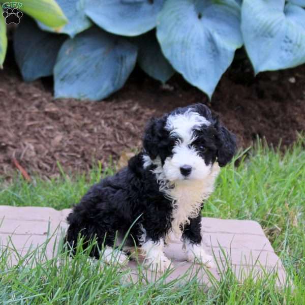 Opal, Mini Golden Mountain Doodle Puppy