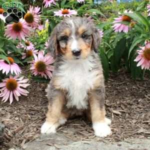 Opal, Bernedoodle Puppy