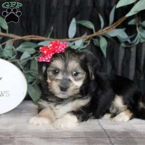 Opal, Morkie / Yorktese Puppy