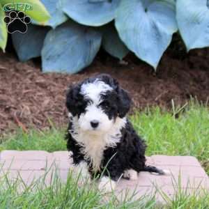 Opal, Mini Golden Mountain Doodle Puppy