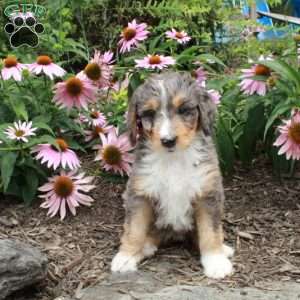 Opal, Bernedoodle Puppy