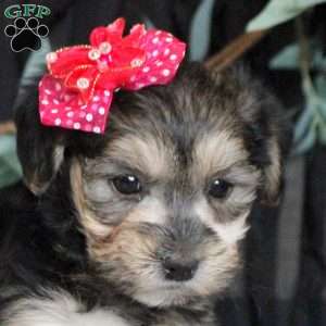 Opal, Morkie / Yorktese Puppy