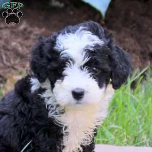 Opal, Mini Golden Mountain Doodle Puppy