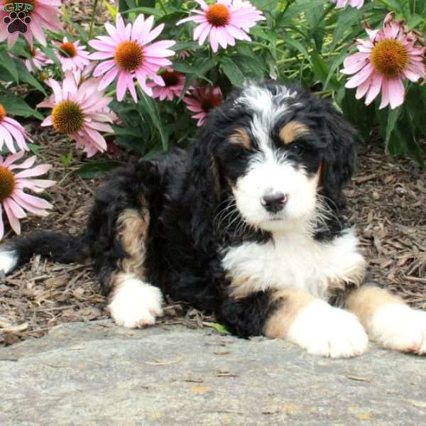 Ophelia, Bernedoodle Puppy