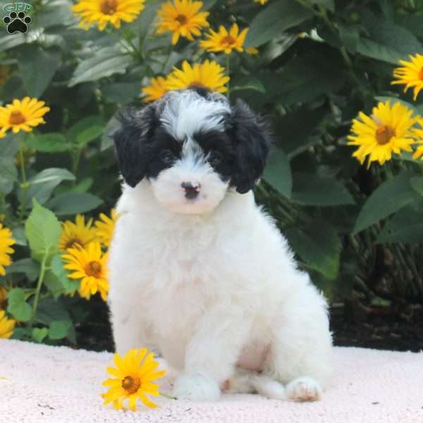 Ophelia, Cavapoo Puppy