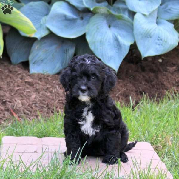 Ophelia, Mini Golden Mountain Doodle Puppy