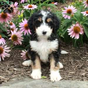 Ophelia, Bernedoodle Puppy