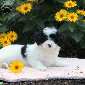 Ophelia, Cavapoo Puppy