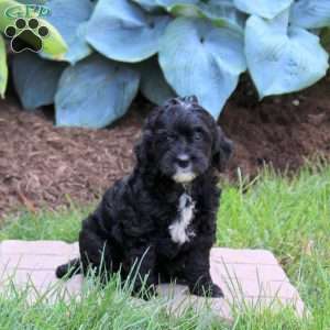 Ophelia, Mini Golden Mountain Doodle Puppy