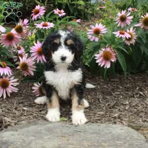 Ophelia, Bernedoodle Puppy