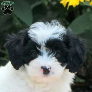 Ophelia, Cavapoo Puppy