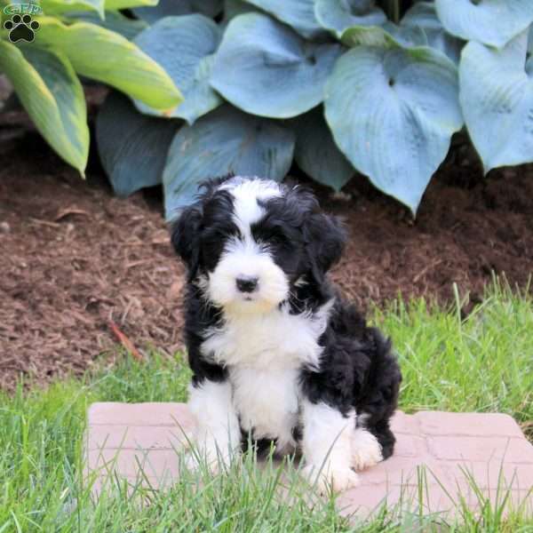 Orchid, Mini Golden Mountain Doodle Puppy
