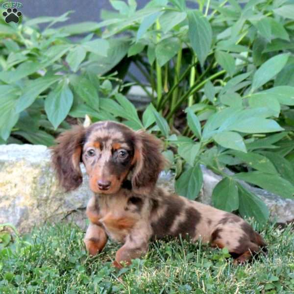 Orchid, Dachshund Puppy