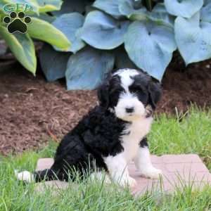 Orchid, Mini Golden Mountain Doodle Puppy