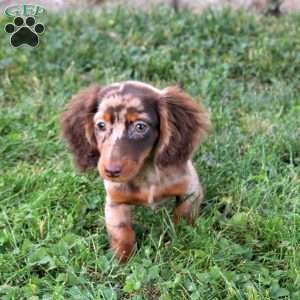 Orchid, Dachshund Puppy