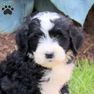 Orchid, Mini Golden Mountain Doodle Puppy